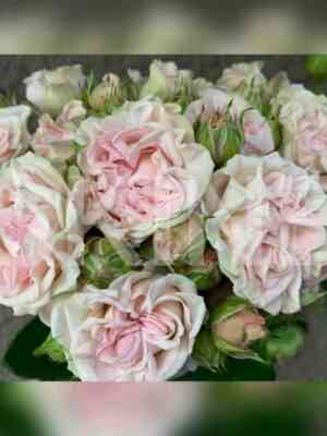 Свит Флоу (Sweet Flow)