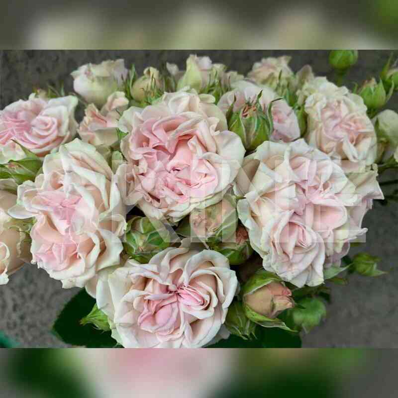 svit_flou.jpg Свит Флоу (Sweet Flow)