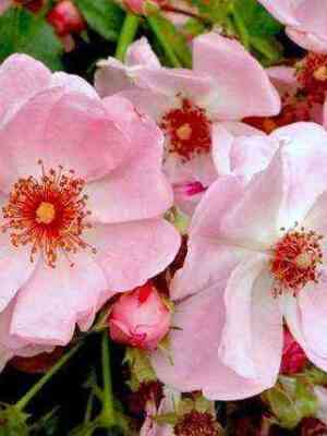 Свит Хейз (Sweet Haze)