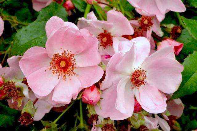 Свит Хейз (Sweet Haze)