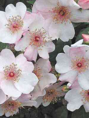 Свит Претти (Sweet Pretty)