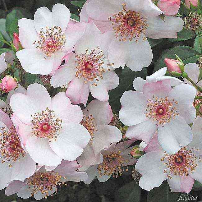 Свит Претти (Sweet Pretty)