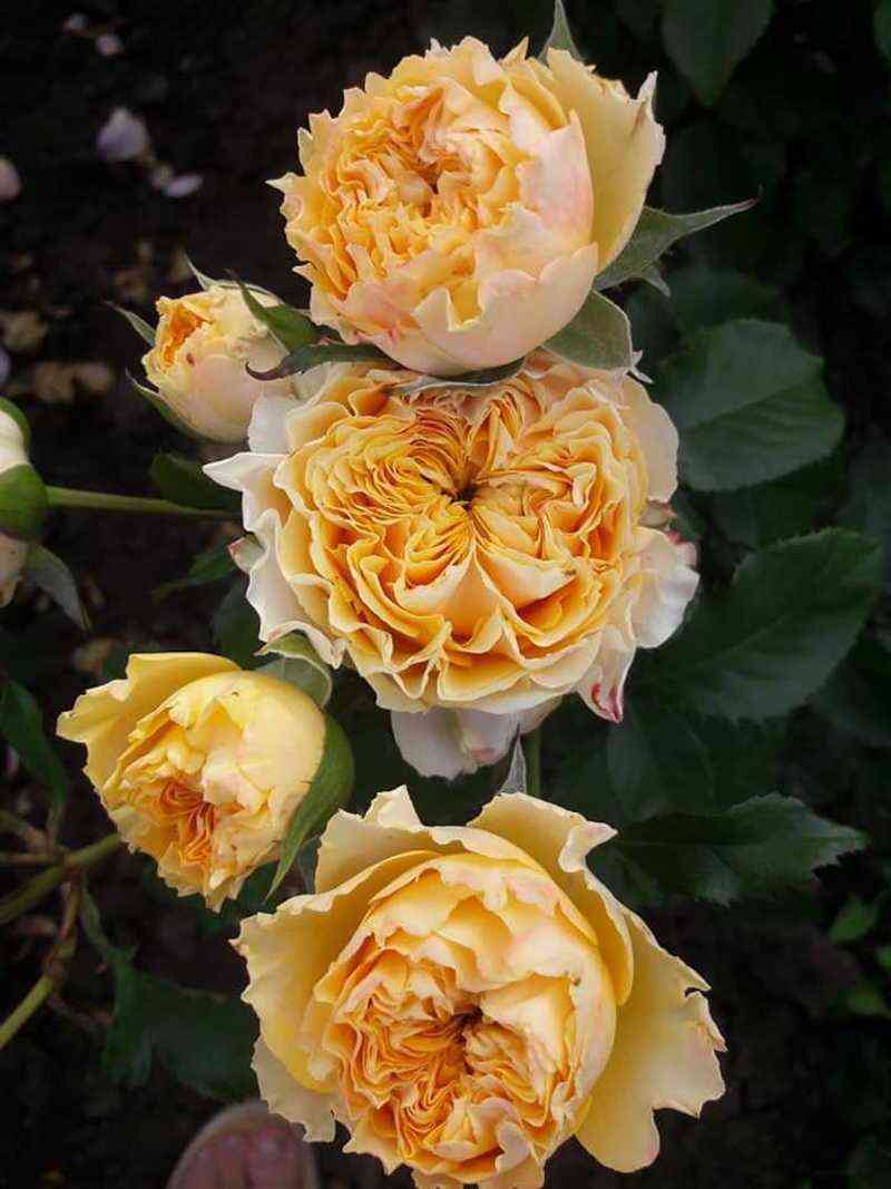 svitekspression_sweetx-pression_optimized.jpg Свит Экспрессион (Sweet X-pression)