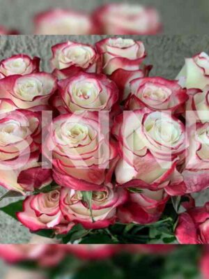 Свитнесс (Sweetness)