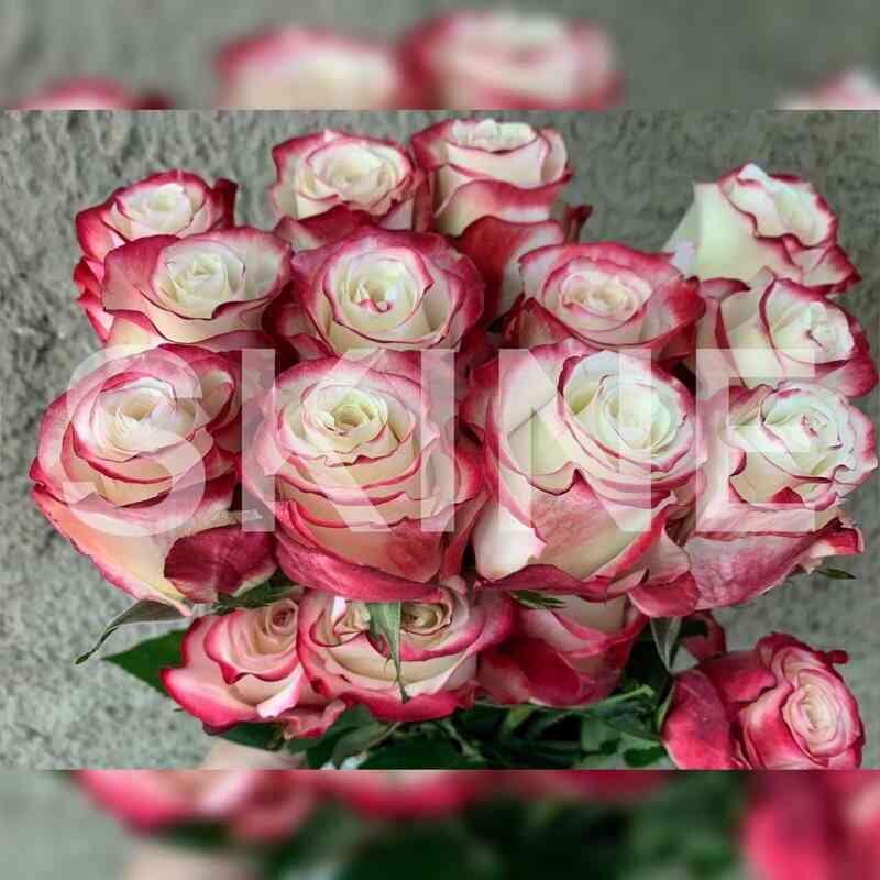 Свитнесс (Sweetness)