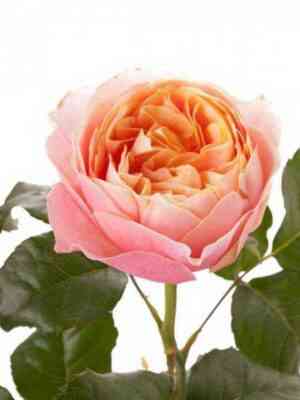 svitvuvuzela_sweetvuvuzela_optimized.jpg Свит Вувузела (Sweet Vuvuzela)