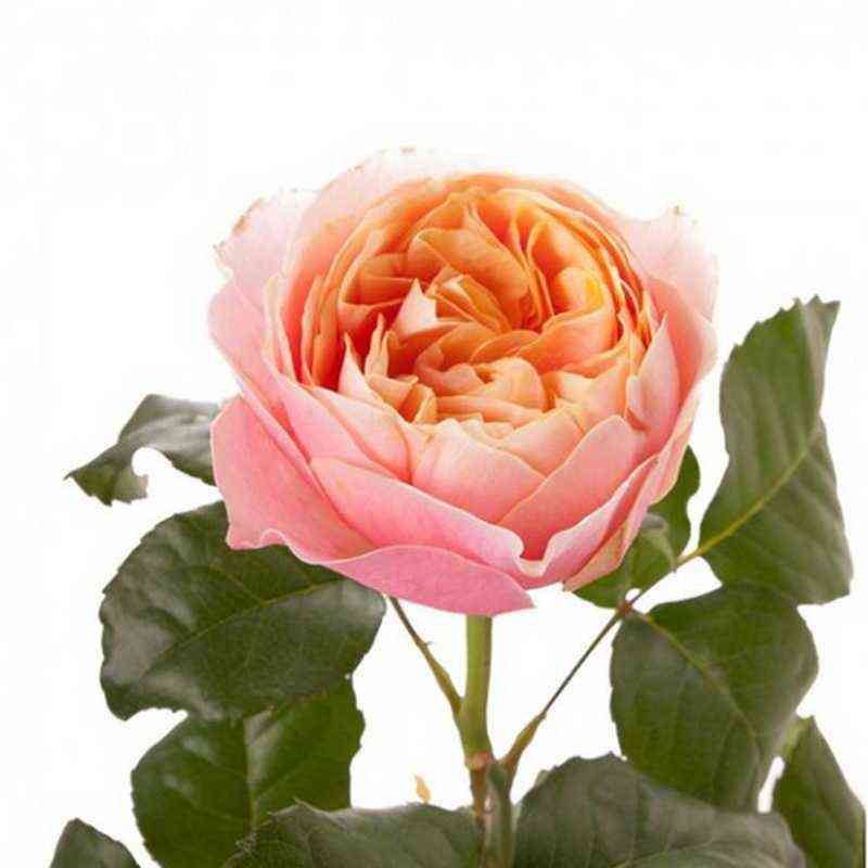 Свит Вувузела (Sweet Vuvuzela)