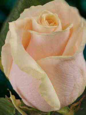 taliya.jpg Талея (Talea)