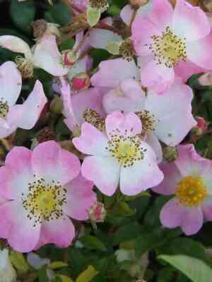 Тапи Волан (Tapis Volan)