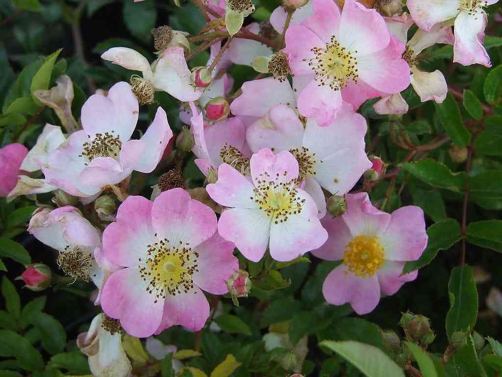 Тапи Волан (Tapis Volan)