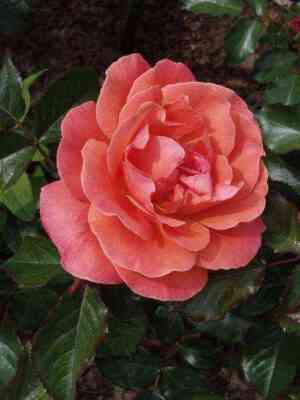 Таттон (Tatton)