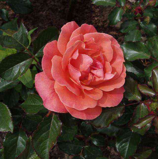 Таттон (Tatton)