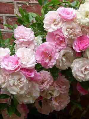 tauzendshen-tausendschon_optimized.jpg Таузендшен (Tausendschon)