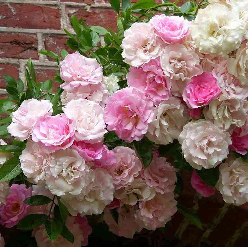 Таузендшен (Tausendschon)