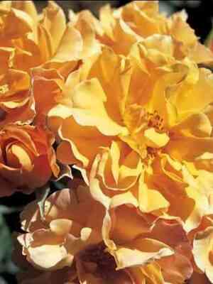 Текила (Tequila)