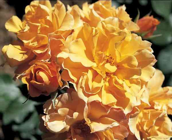 Текила (Tequila)