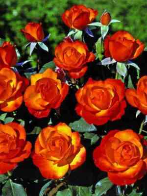 tempi-moderni.jpg Темпи Модерни (Tempi Moderni)