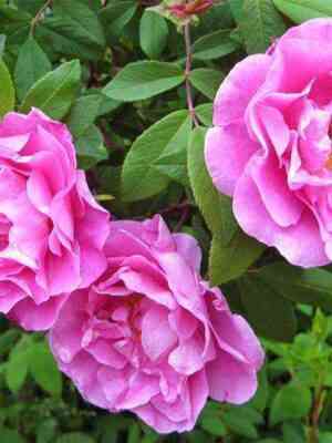 tereza-bagnet_optimized.jpg Тереза Багнет (Therese Bugnet)