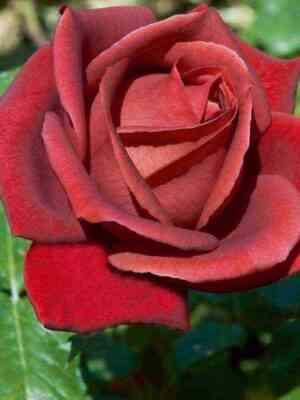 terrakota.jpg Терракота (Terracotta)