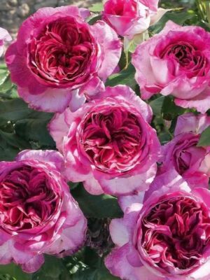 Тьерри Маркс (Thierry Marx)