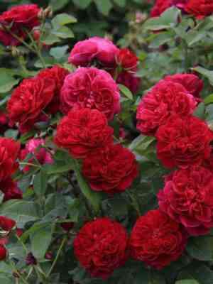 tess-of-ze-derbival.jpg Тесс оф зед’Эрбервилль (Tess of the d’Urbervilles)