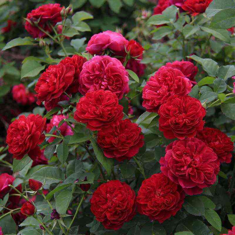 tess-of-ze-derbival.jpg Тесс оф зед’Эрбервилль (Tess of the d’Urbervilles)