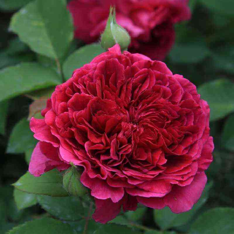 tess-of-ze-derbival1.jpg Тесс оф зед’Эрбервилль (Tess of the d’Urbervilles)