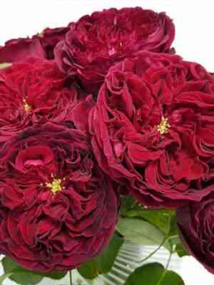 tess1.jpg Тесс (Tess)