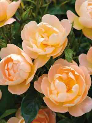 the_lark_ascending-1.jpg Зе Лак Эссендин (The Lark Ascending)