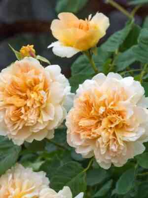 ti-klipper-1-1.jpg Ти Клиппер (Tea Clipper)