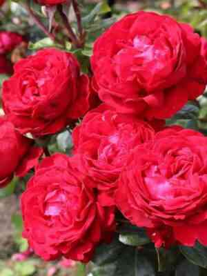 tiamo-tiamo_optimized.jpg Тиамо (Tiamo)