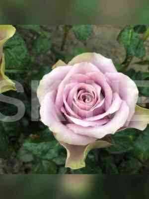 tiara.jpg Тиара (Tiara)