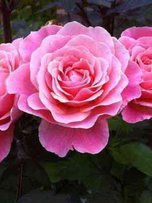 Тиклд Пинк (Tikled Pink)