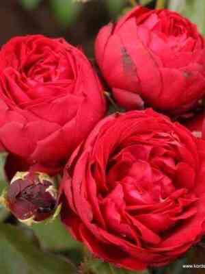 Тиль Уленшпигель (Till Eulenspiegel)