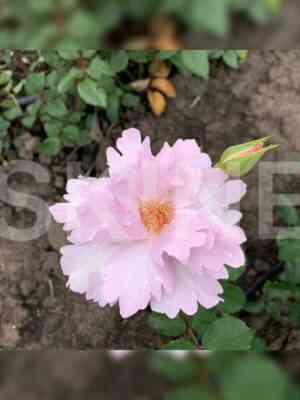 Кутюр Роз Тилия Couture Rose Tilia)