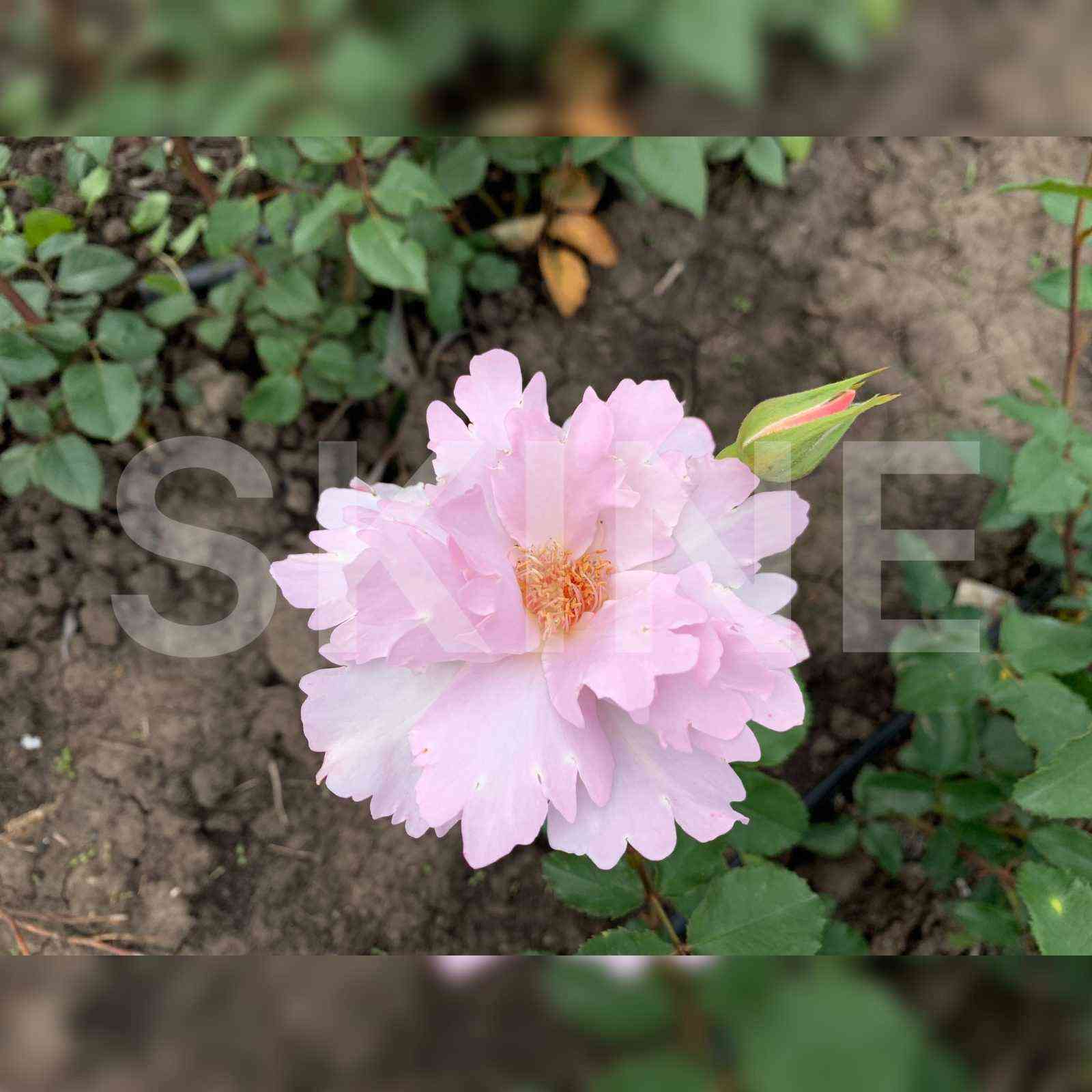 Кутюр Роз Тилия Couture Rose Tilia)