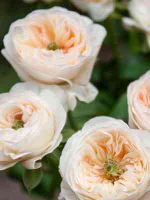 tinkerbell-tinkerbell_optimized.jpg Тинкербелл (Tinkerbell)