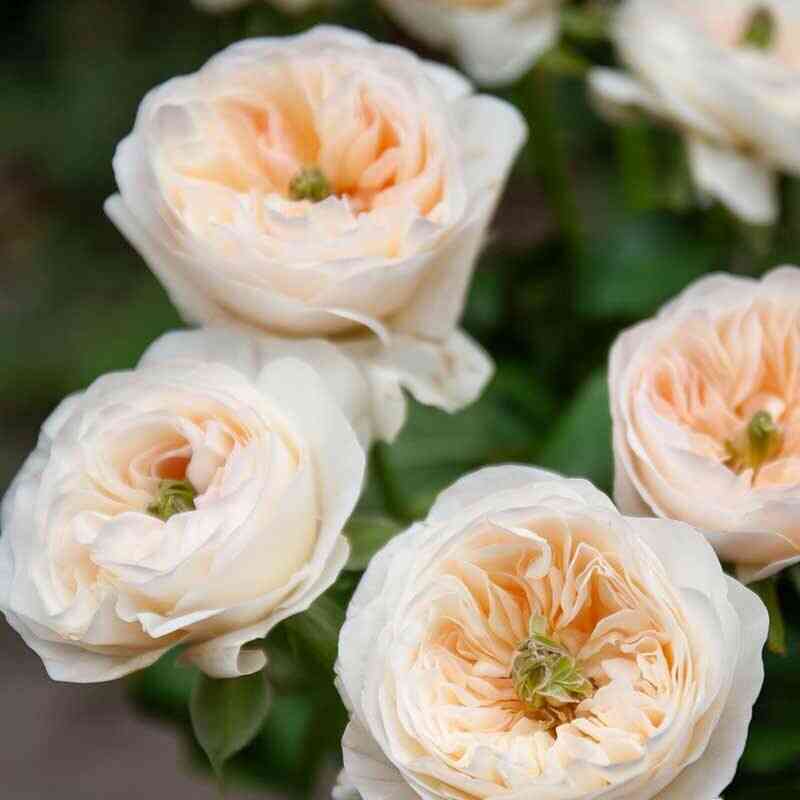 Тинкербелл (Tinkerbell)