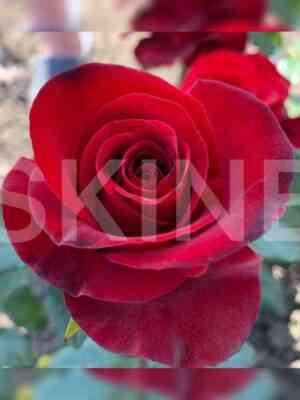 tinto_tinto.jpg Тинто (Tinto)