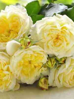 tizan-tisan_optimized.jpg Тизан (Tisan)