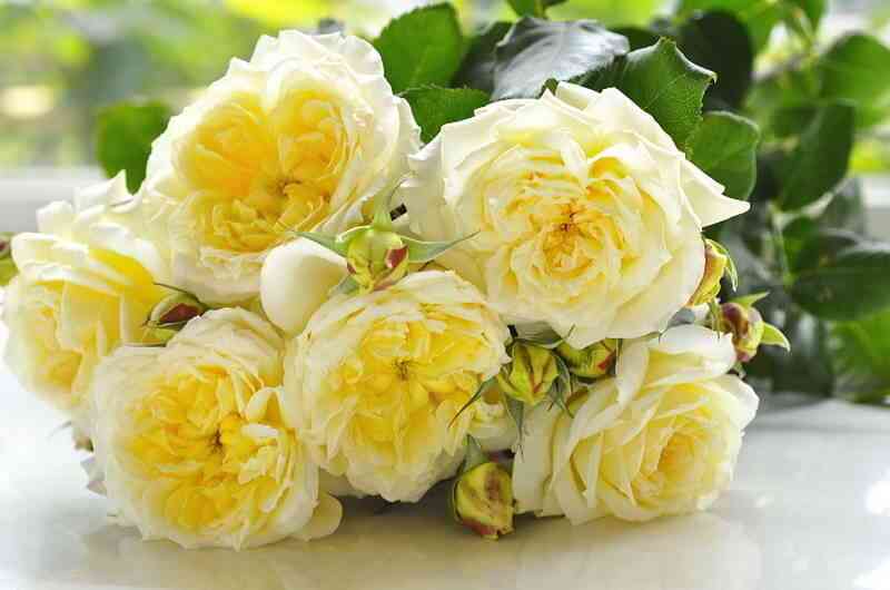 tizan-tisan_optimized.jpg Тизан (Tisan)