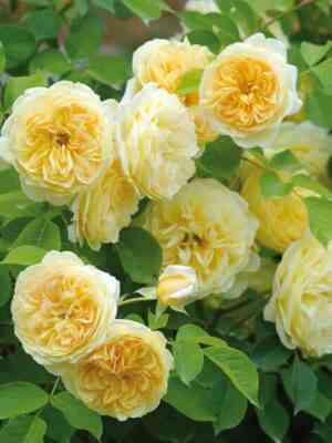 tizing-dzhordzhiya.jpg Тизинг Джорджия (Teasing Georgia)