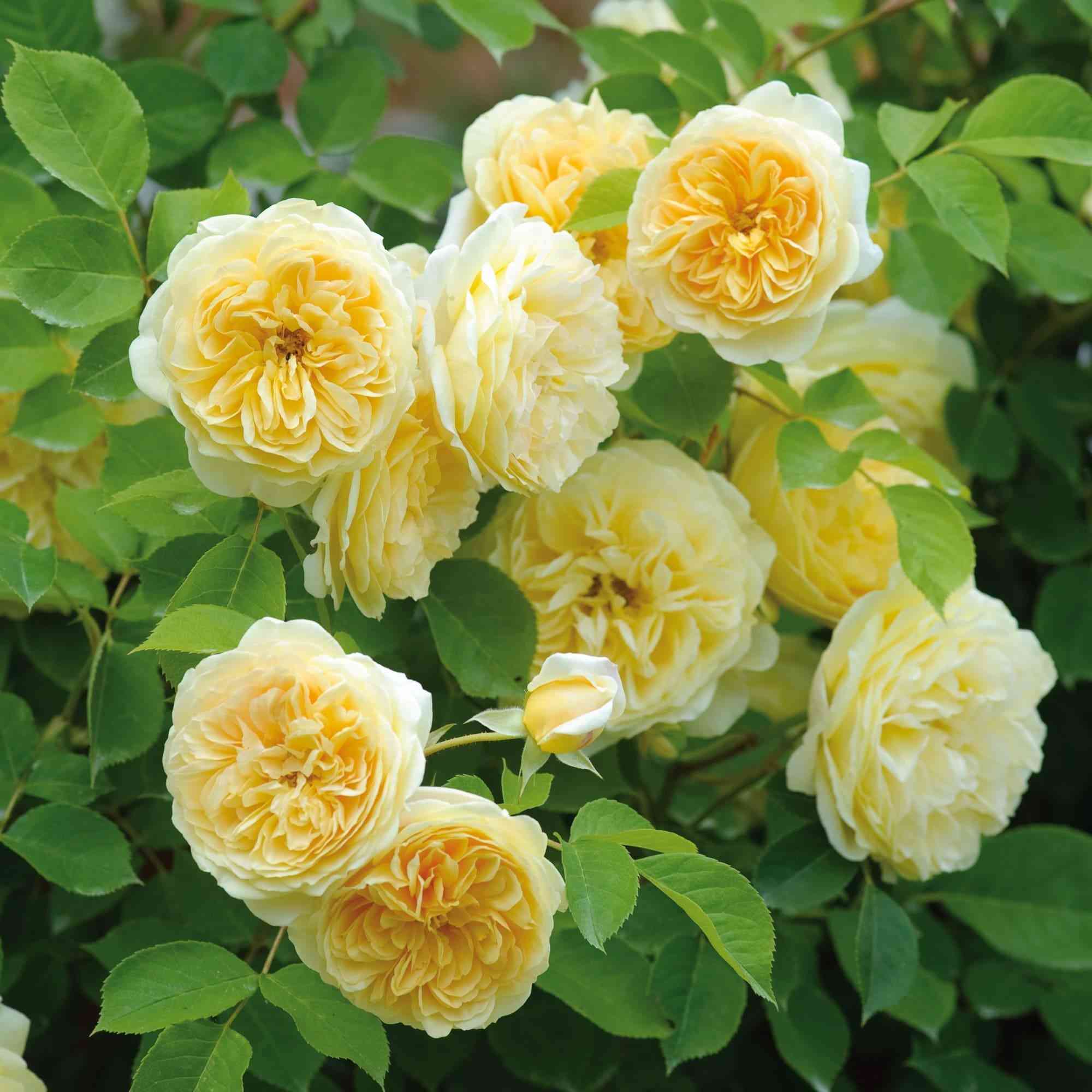 tizing-dzhordzhiya.jpg Тизинг Джорджия (Teasing Georgia)