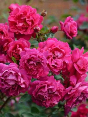 tjem-o-shenter.jpg Тэм О Шентер (Tam O'shanter)