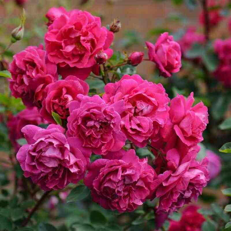 Тэм О Шентер (Tam O'shanter)