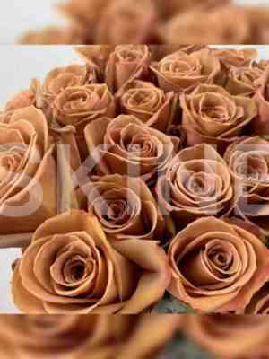 toffi.jpg Тоффи (Toffee)