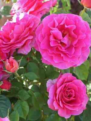 Том Том (Tom Tom)