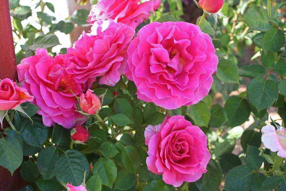 Том Том (Tom Tom)