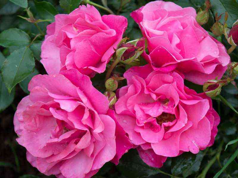 Том Том (Tom Tom)