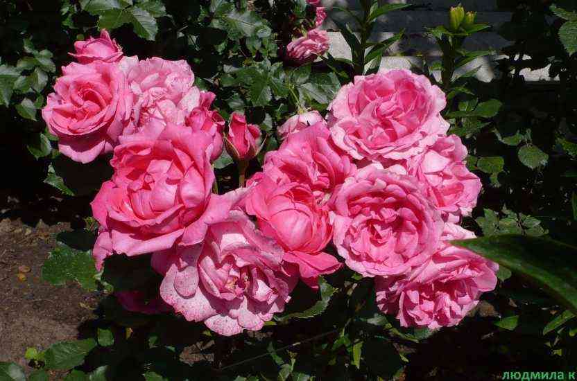 Том Том (Tom Tom)